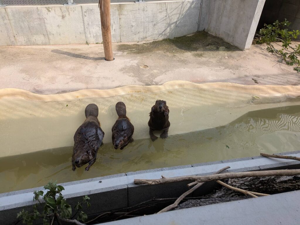 茨城県行方市の「霞ケ浦 どうぶつとみんなのいえ」を訪問。キリンやビーバー、ペンギン、カピバラとの距離の近さが魅力の新しい動物施設。建築と自然も楽しめる、MOZiおすすめの週末スポットを紹介します。