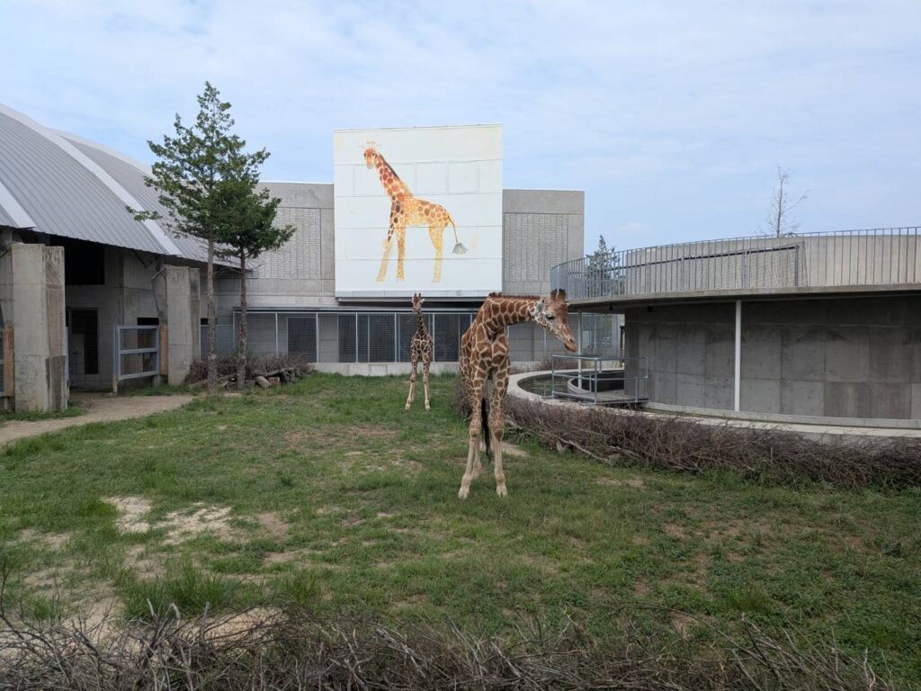 茨城県行方市の「霞ケ浦 どうぶつとみんなのいえ」を訪問。キリンやビーバー、ペンギン、カピバラとの距離の近さが魅力の新しい動物施設。建築と自然も楽しめる、MOZiおすすめの週末スポットを紹介します。